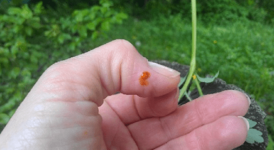Celandine proti papilomu