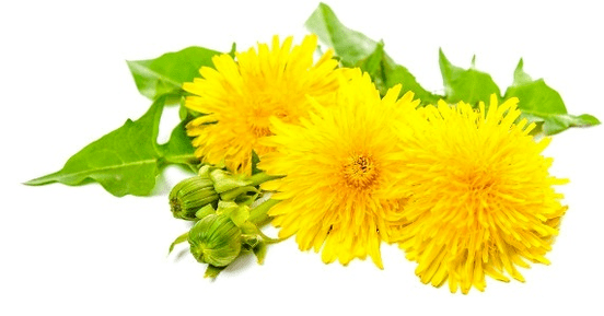Dandelion proti papilomi