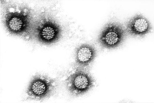 Virus človeškega papiloma